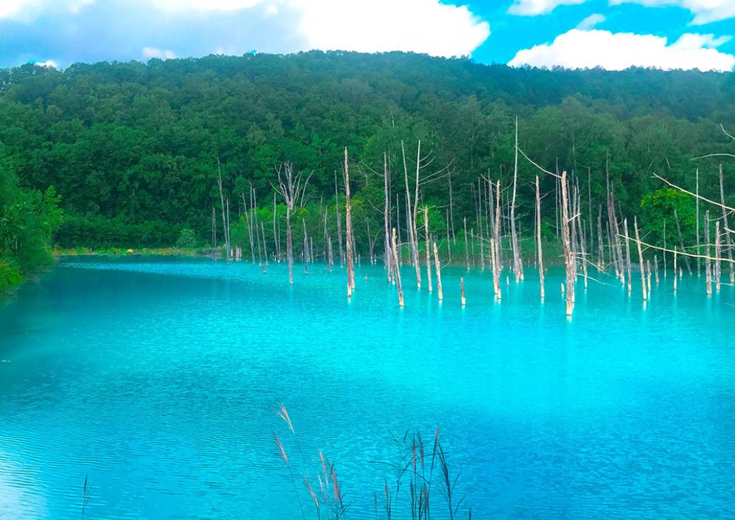 Biei Blue Pond | Hokkaido Private Tours Japan | HPT-Japan