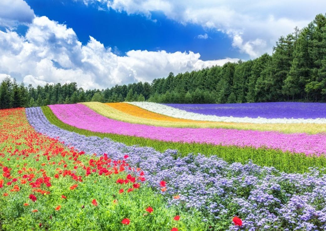 Furano Lavender | Hokkaido Private Tours Japan | HPT-Japan