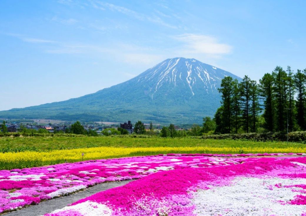 Mishima's Moss Phlox | Hokkaido Private Tours Japan | HPT-Japan