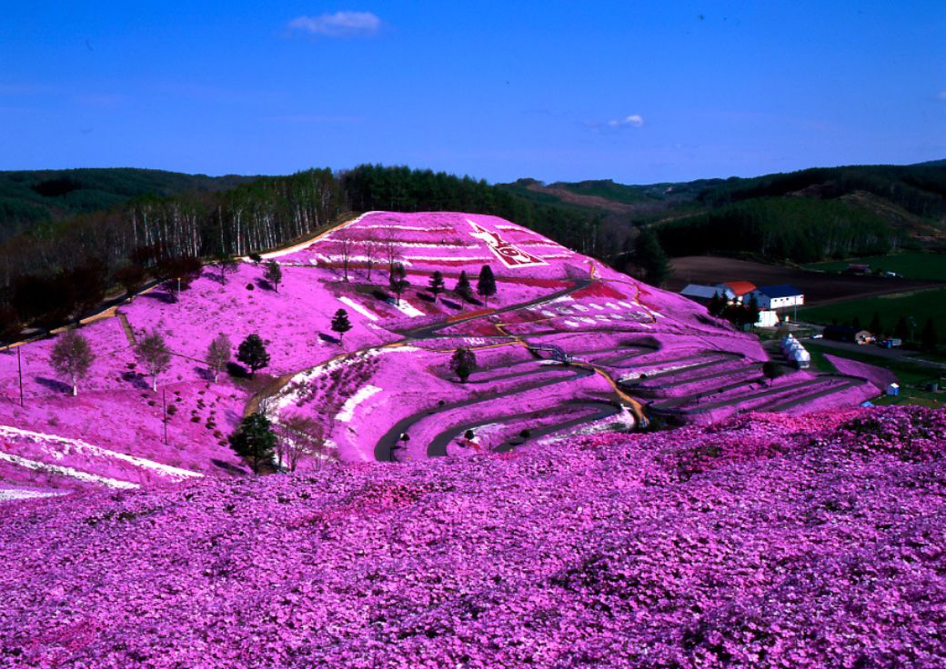 Ozora Town Moss Phlox | Hokkaido Private Tours Japan | HPT-Japan